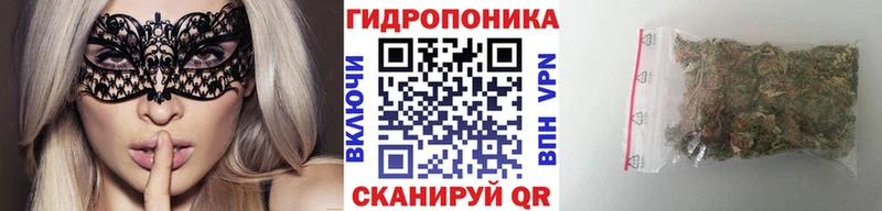 Канабис сатива  Котово 